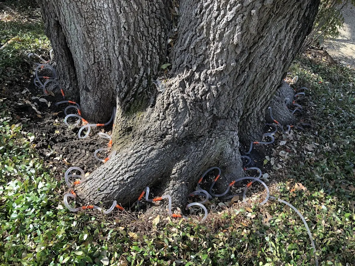 Detailed Tree Cabling and Bracing job site in Pikeville